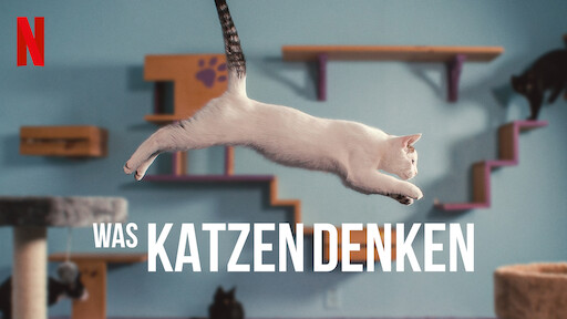 Was Katzen denken