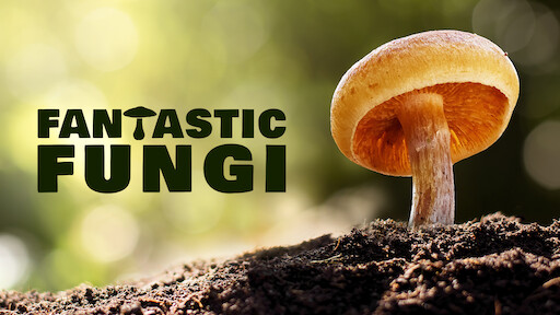 Fantastic Fungi